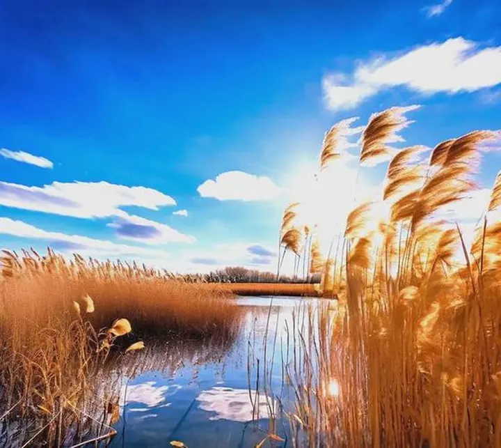 Golden reed beds surrounding a reflective channel under bright blue sky