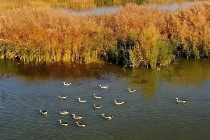 Waterbirds crossing calm wetland water beside amber reed beds