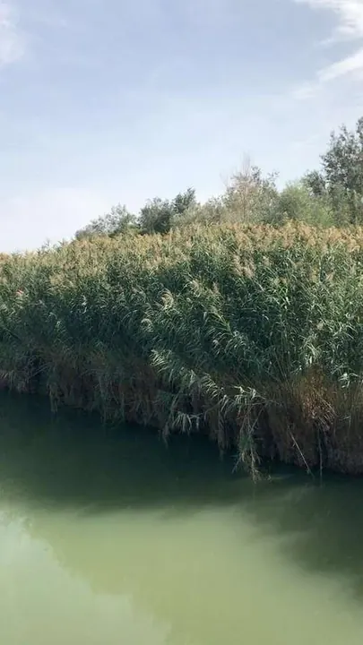 Tall green reeds lining a quiet pale-green water channel