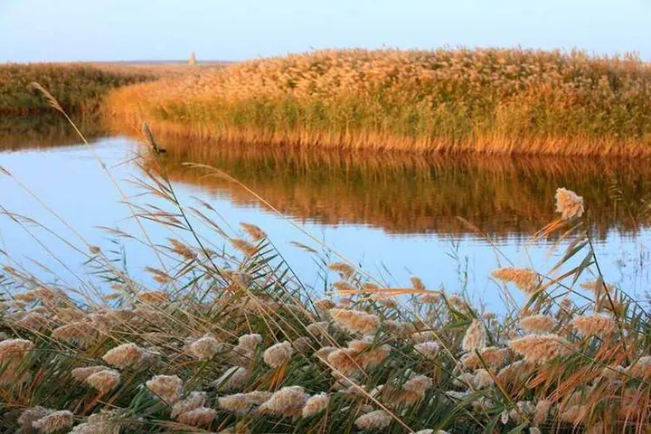 Mature reed plumes gathered along the water's edge in autumn tones