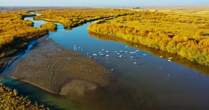 Aerial view of winding wetland channels through golden reeds