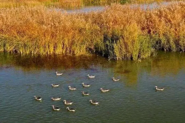 Waterbirds moving across calm water beside amber reeds
