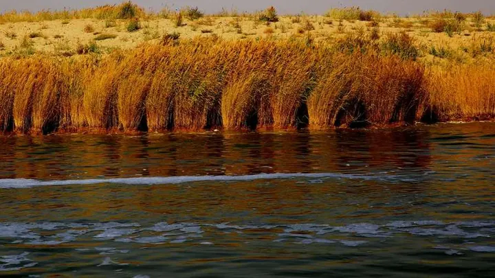 Rust-colored reeds lining a flowing riverbank