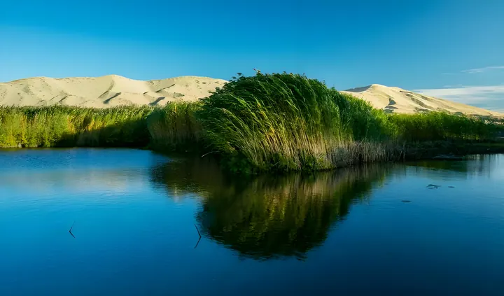 A green reed island reflected in calm blue wetland water