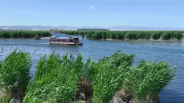 Green reeds bending along a broad waterway with a distant boat