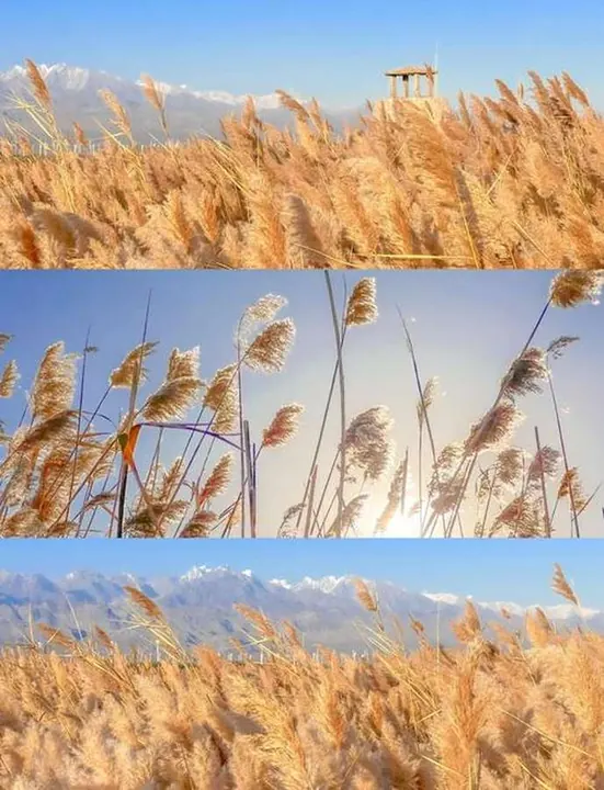 A seasonal study of golden reed plumes beneath bright sky