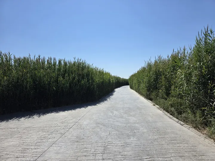 A straight path forming a corridor between tall green reeds