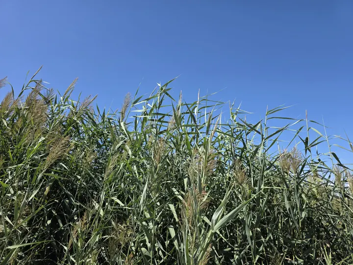 Tall green reed foliage rising into a cloudless sky