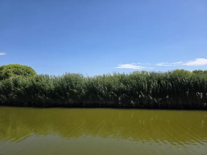 Rounded green reed beds reflected in still waterside light