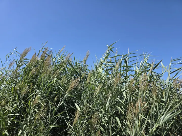 Dense green reed leaves and seed heads against open blue sky