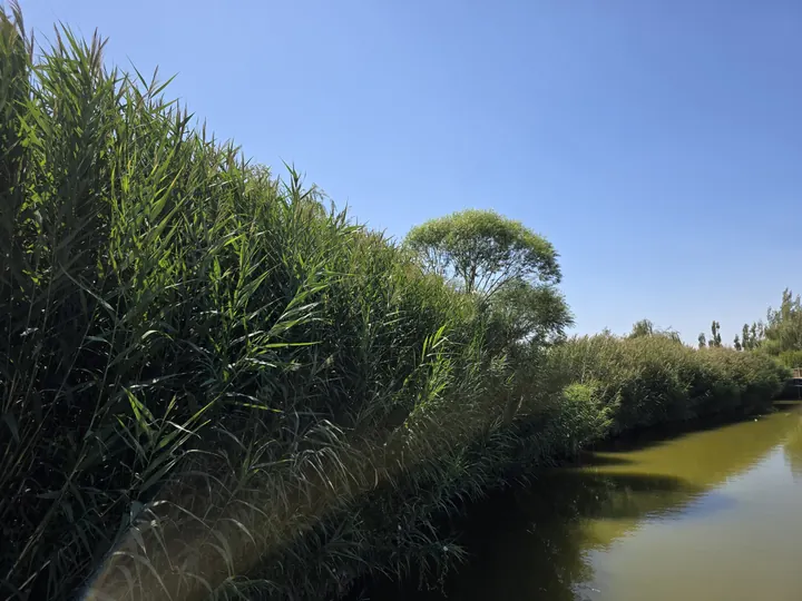 A narrow waterside passage bordered by dense green reeds