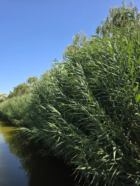 Wind-swept green reeds beside a narrow water channel