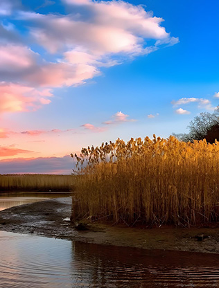 Natural reed origin by water at sunset